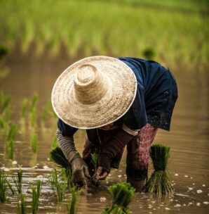 rice worker